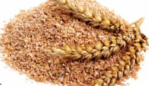 吃瓜小熊麦麸,揭秘瓜界萌宠的趣味生活