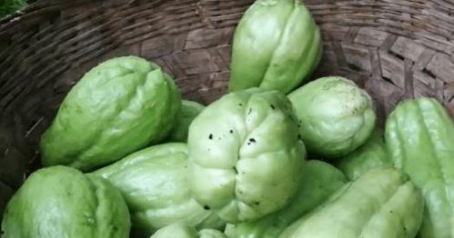 佛瓜种怎么吃,探索美味与健康的完美融合