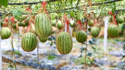 湖汽吃瓜,揭秘娱乐圈背后的那些事儿