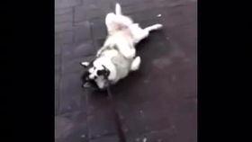 雪橇犬吃瓜,揭秘雪橇犬的“吃瓜”生活