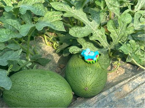 吃瓜小盒,网络红人的崛起与影响力