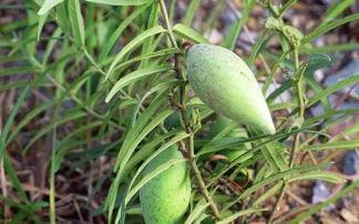 哪里有吃瓜资源,畅享夏日清凉美食之旅