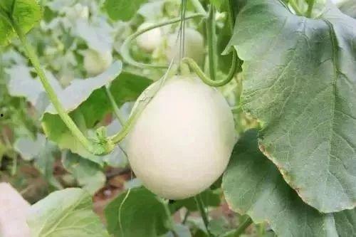 天水最新吃瓜事件,最新吃瓜事件揭秘，真相令人咋舌