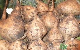 吃生土瓜的功效与作用,神奇功效与作用揭秘