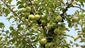 农村娃吃瓜视频,瓜田乐趣无限，童真世界映眼前