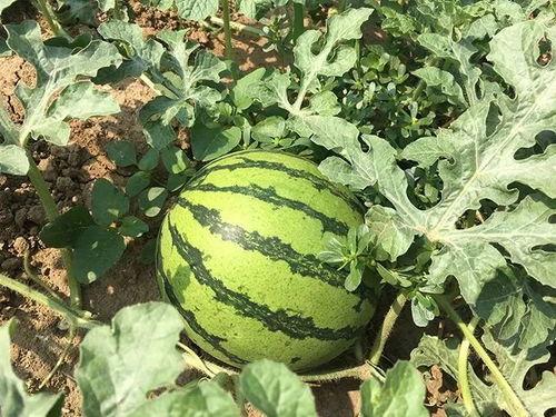 吃瓜特别潮流,揭秘网络时代的“瓜界风云”