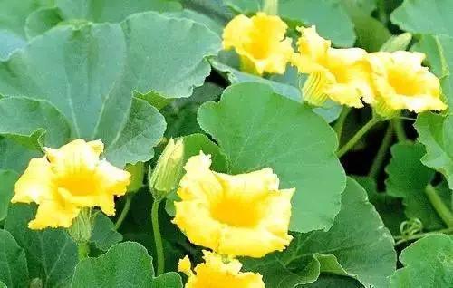 恋综花花吃瓜,揭秘明星恋情背后的甜蜜与苦涩