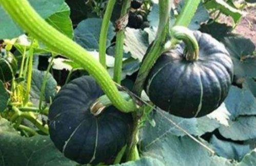 小卓瓜怎么吃,解锁美味新体验