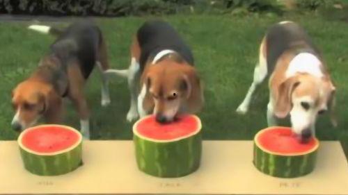 吃瓜狗结局,结局揭秘，真相大白！