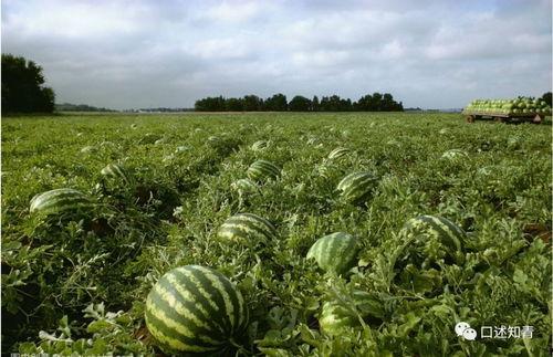 吃瓜好运连连,揭秘瓜界奇闻，好运相伴每一天