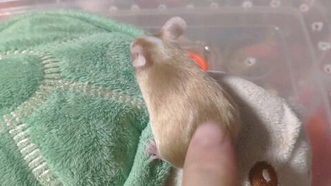 给鼠吃瓜,给鼠儿带来甜蜜的夏日盛宴