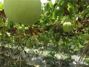 心田三水吃瓜,探寻夏日消暑美食之旅