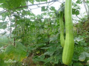 砍瓜怎么吃啊,探索美味新境界