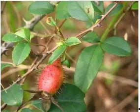 樱校怎么吃瓜,揭秘校园吃瓜背后的故事