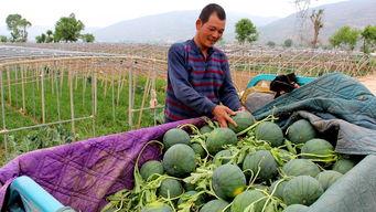 泰安山口镇吃瓜,瓜果飘香，品味田园生活