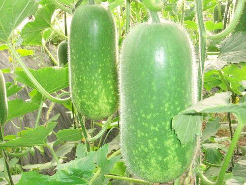 吊瓜痔疮可以吃吗,吊瓜痔疮患者适宜食用的食材解析