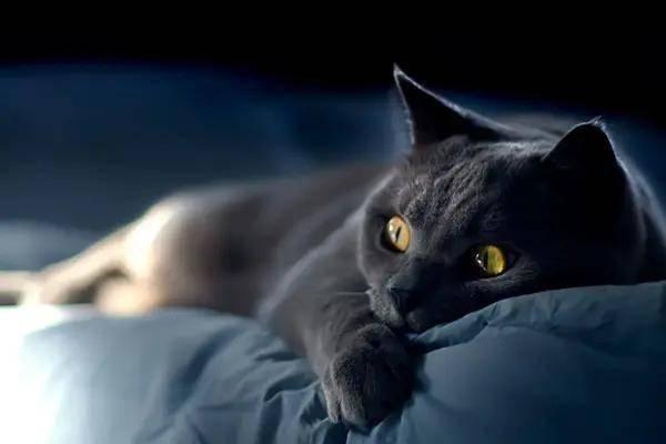 黑猫吃瓜入口,一场意外的味蕾冒险