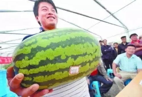 吃大瓜落,大瓜落背后的真相与秘密