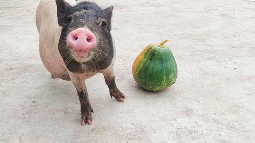 猪吃啥瓜,探寻猪吃啥瓜的奥秘