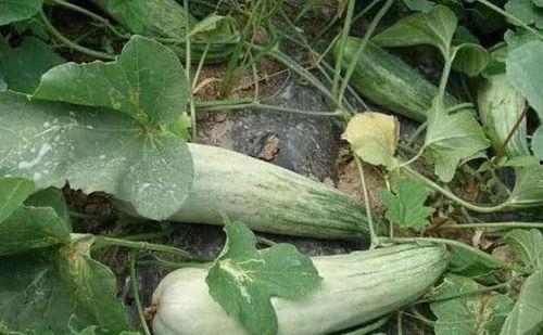 酥瓜还能怎么吃,探索创意烹饪新食谱