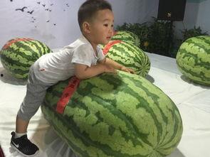 高中的吃瓜事件,揭秘高中吃瓜事件的背后真相