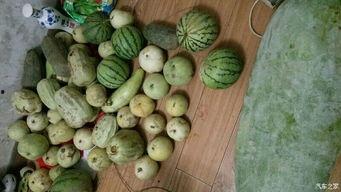 阳江回江门吃瓜,夏日炎炎，瓜果飘香美食之旅