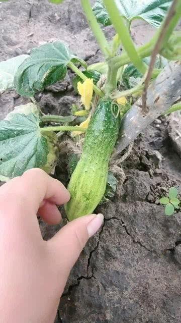 尼加拉瓜的瓜不甜吗怎么吃