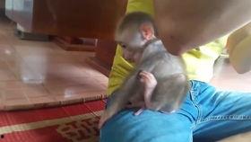 恶搞猴子视频吃瓜,吃瓜群众围观“猴界网红”的搞笑日常