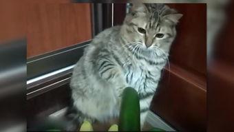 猫吃瓜看戏,揭秘宠物界的娱乐生活