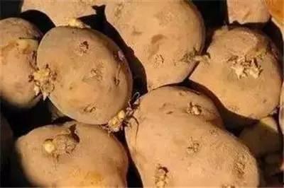 吃瓜变绿,揭秘绿色食品背后的秘密