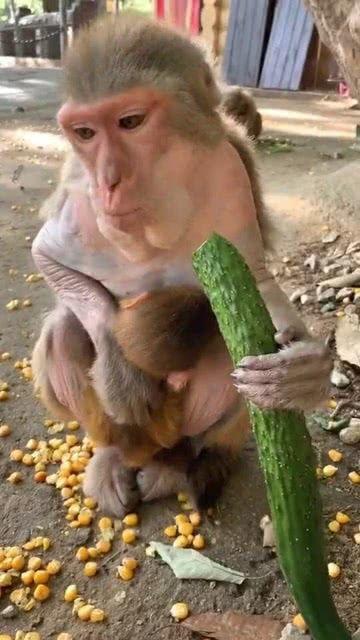 猴吃喜瓜,猴吃喜瓜的欢乐时光