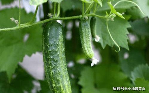 请问大家吃的什么瓜,揭秘全民喜爱的夏日消暑美食