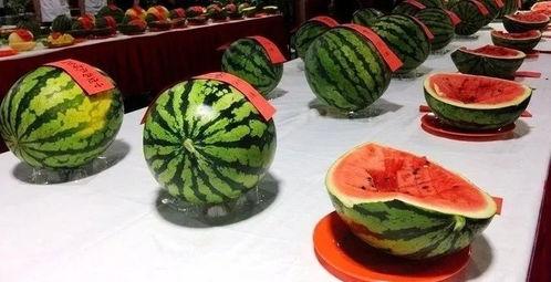 空肚子吃瓜,畅享夏日清凉