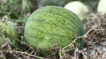 吃瓜兰州,一场吃瓜之旅的味蕾盛宴