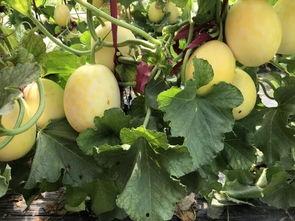 界首吃瓜最新视频,最新视频揭秘惊人内幕