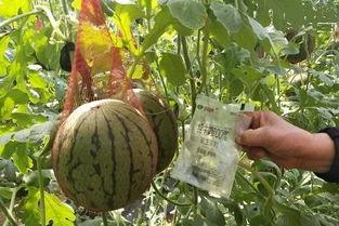 广州销售吃瓜,吃瓜文化背后的市场风云