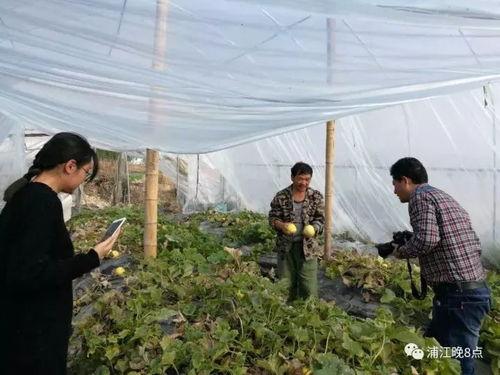 苏州吃瓜群众活动,吃瓜群众共赴美食盛宴