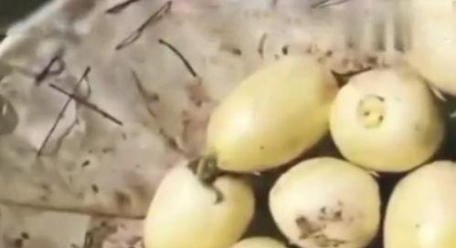 蜜罐瓜可以吃种子吗,可食用还是陷阱?