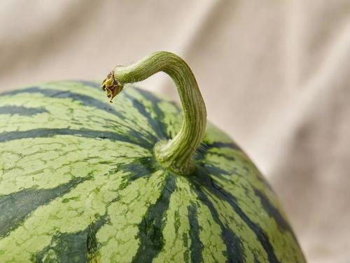 江南吃瓜,探寻瓜果飘香的美食世界