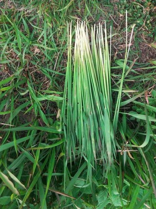 吃瓜草根图片高清,吃瓜草根的神秘世界