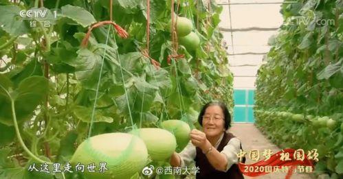 奉节教师吃瓜视频,校园生活背后的真实写照